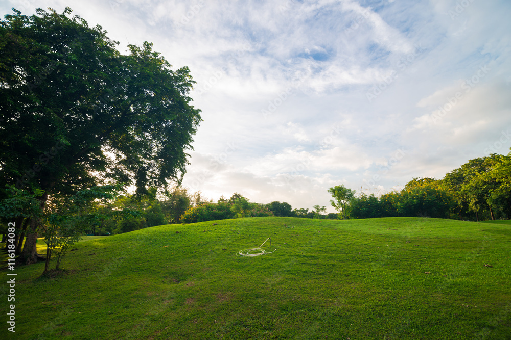 Green grass meadow field on public central park with tree cloud