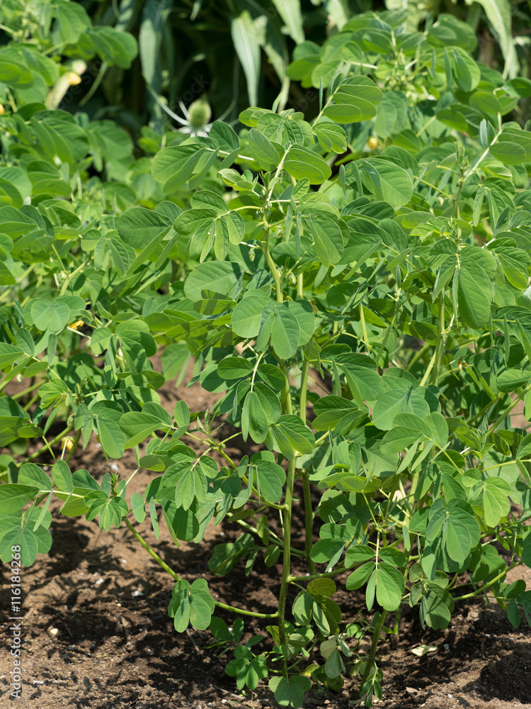 エビスグサ 漢方薬草
エビスグサ 漢方薬草