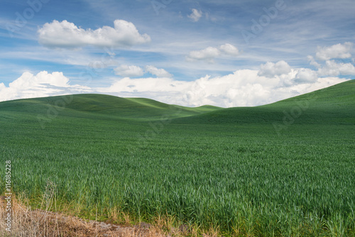 Wheat fields photo