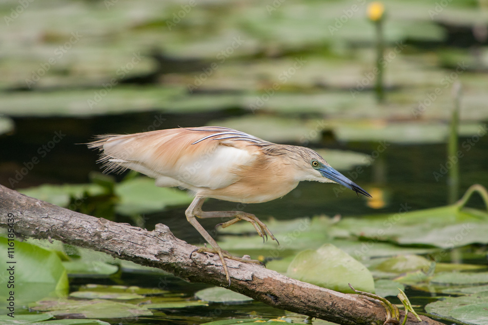 Obraz premium Squacco Heron (Ardeola ralloides), Italy