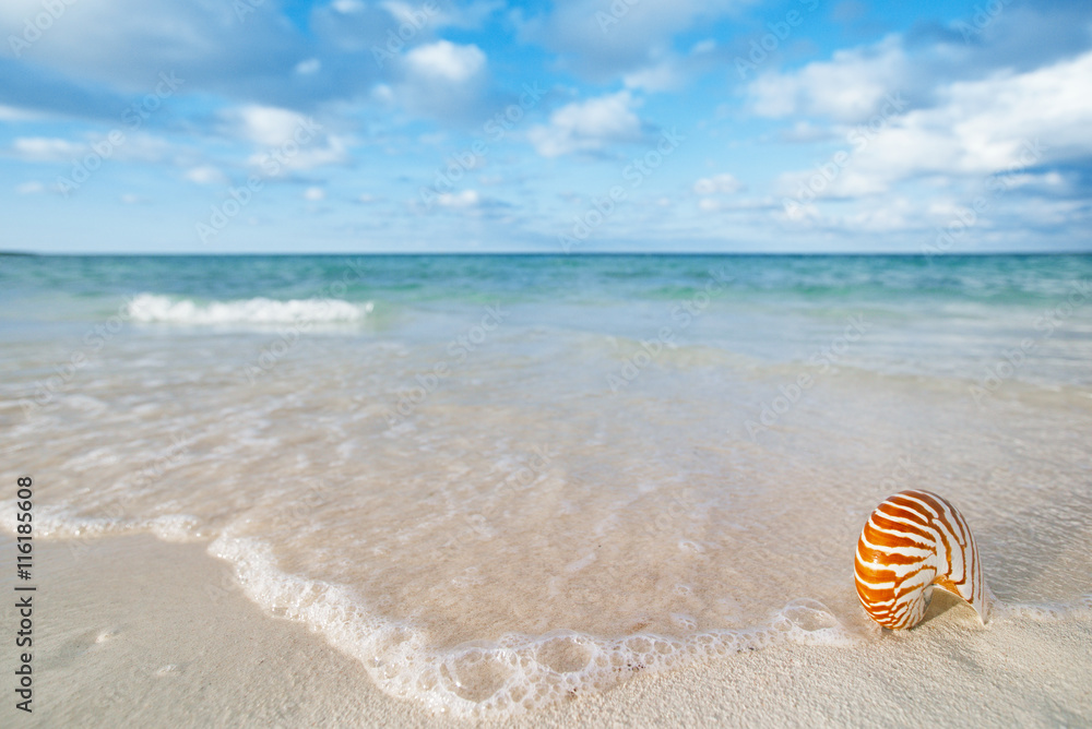 nautilus shell on white beach sand, against sea waves nautilus shell on white beach sand, against sea waves