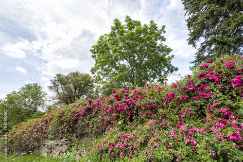 Fototapeta Naklejka Na Ścianę i Meble -  landscapes of pink wild roses