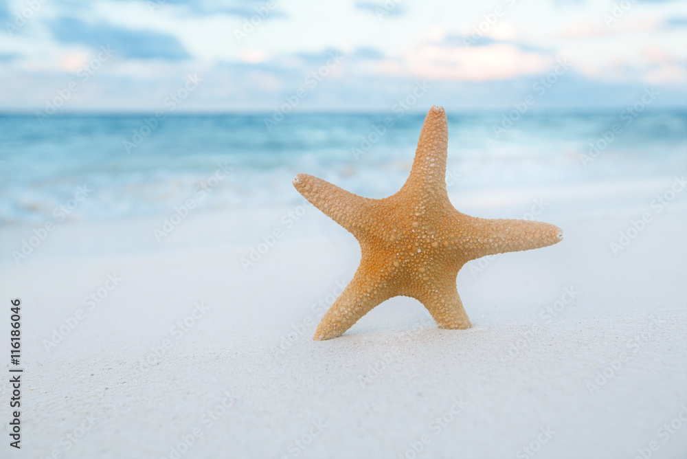 starfish on golden sand beach with waves in soft sunset light starfish on golden sand beach with waves in soft sunset light