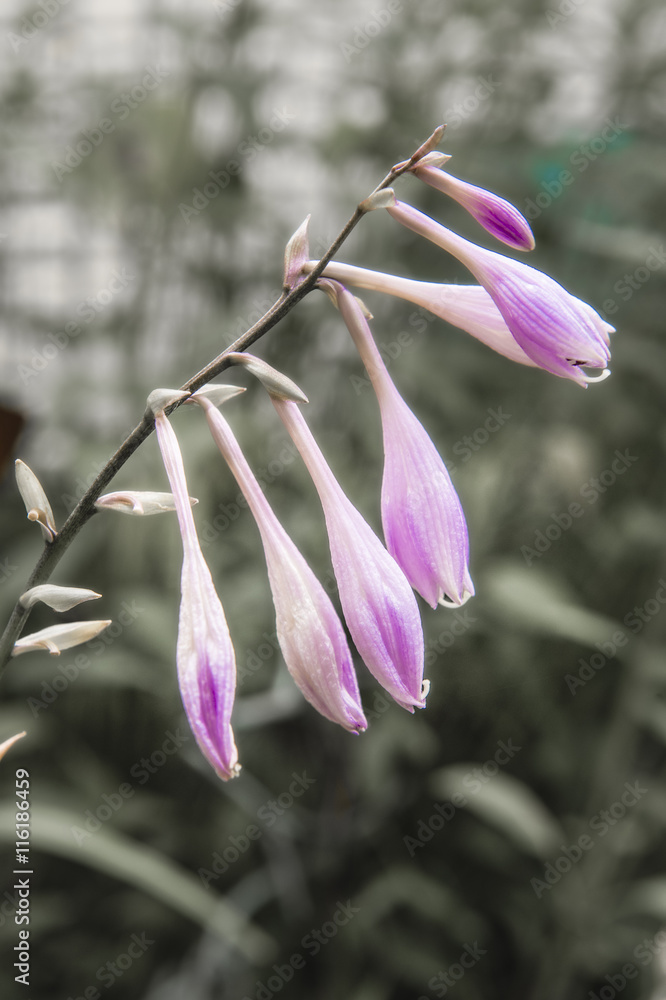 flowers flowers