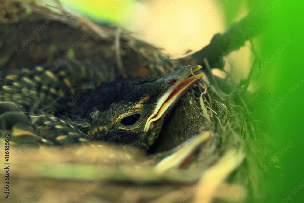 Hatchling of American Robin Bird