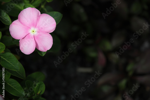  Soft Pink Catharanthus roseus flower