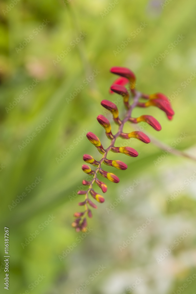 flowers flowers