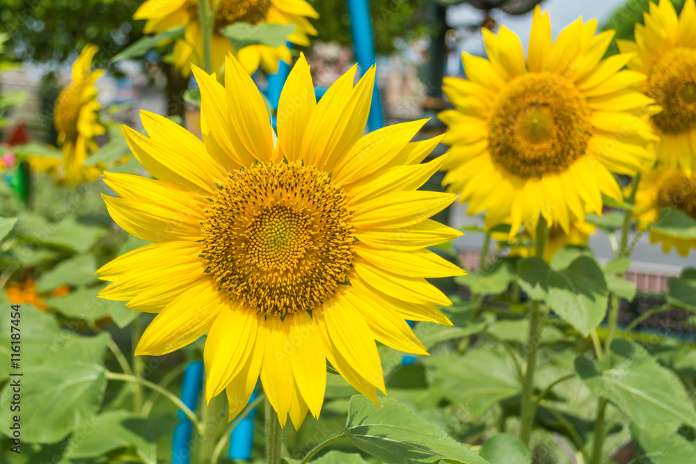 Obraz premium Beautiful sunflowers in sunny day