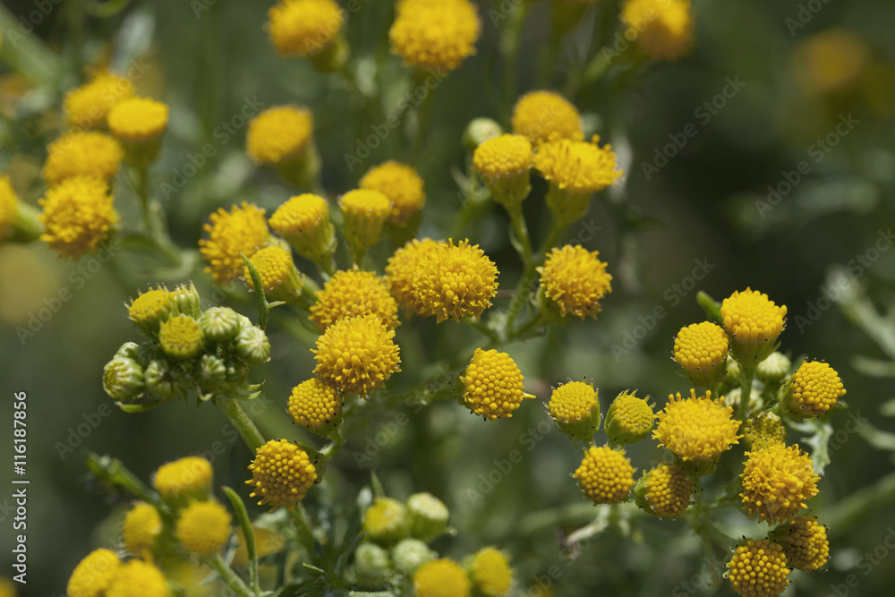 Yellow common tansy Yellow common tansy