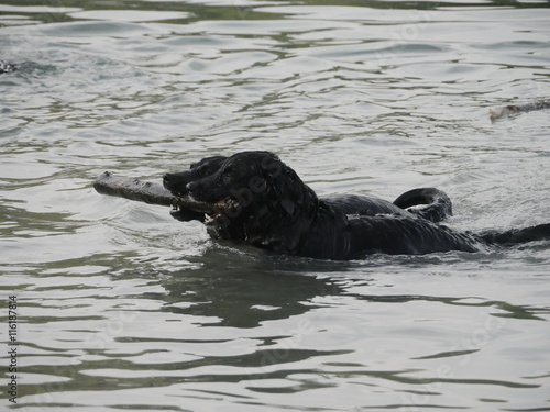 Dogs swimming with stick in their mouthes