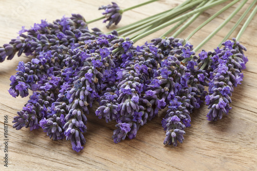 Fresh purple lavender flowers