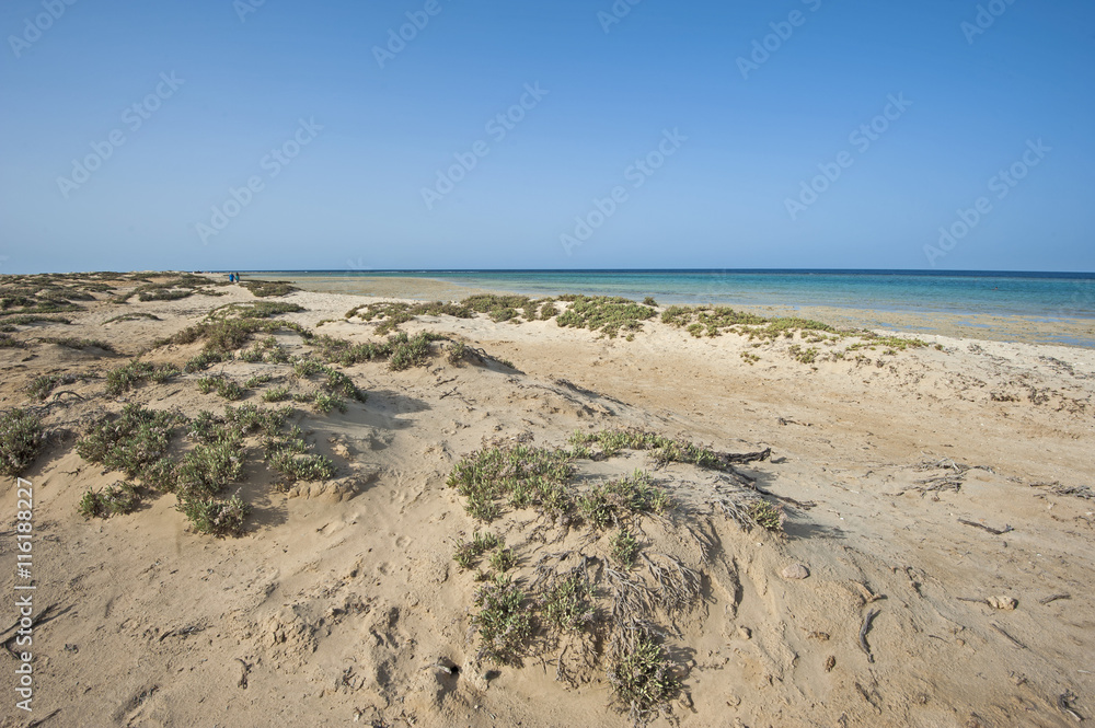 Bushes on sand dunes by tropical ocean