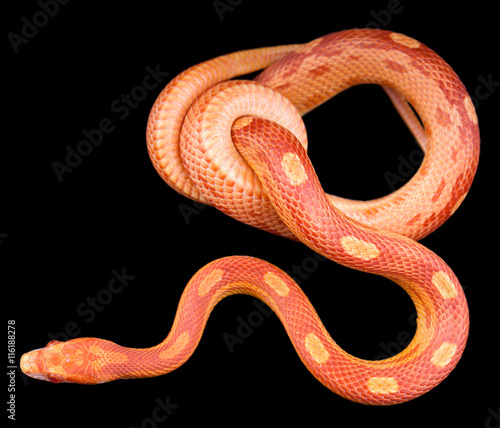 Amel motley corn snake isolated on black background