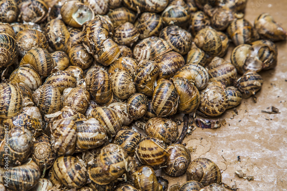 Snails at the market ready for sale Snails at the market ready for sale