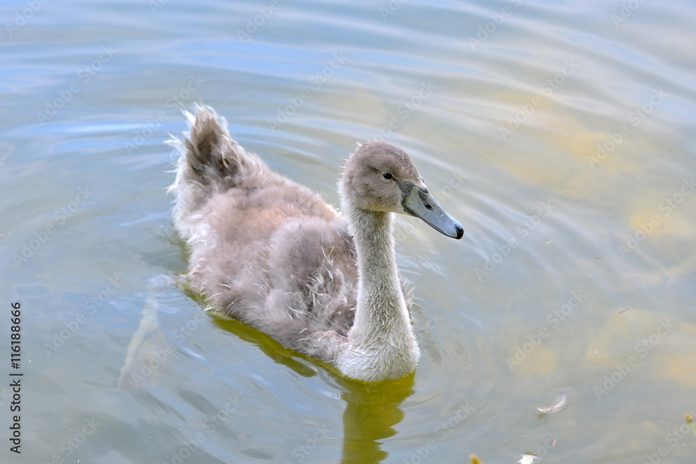Cygne tuberculé, jeune, juvénile Cygne tuberculé, jeune, juvénile