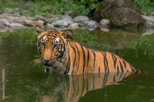 Fototapeta Naklejka Na Ścianę i Meble -  Bengal Tiger (Panthera tigris tigris) half submerged in water