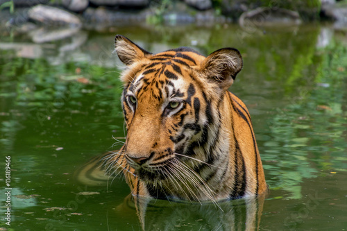 Fototapeta Naklejka Na Ścianę i Meble -  Bengal Tiger submerged in water close up