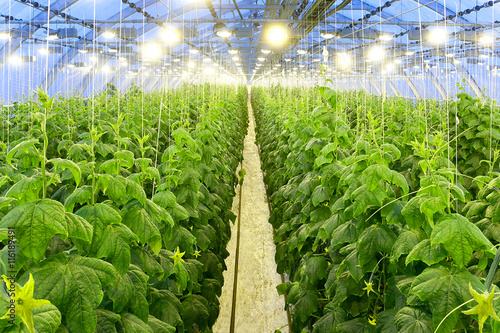 Fototapete Growing cucumbers in a big greenhouse
