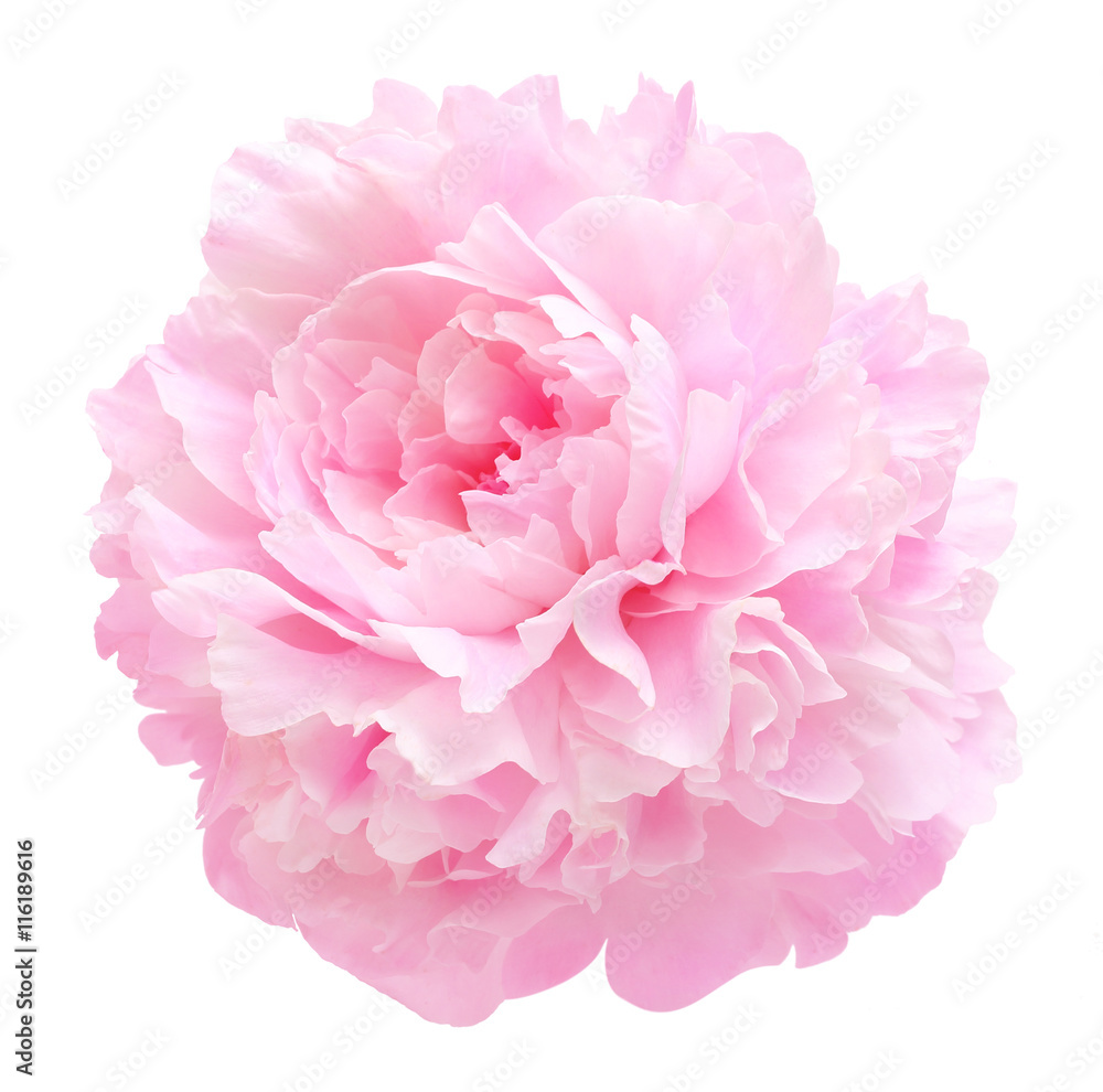 Pink peony flower isolated Pink peony flower isolated