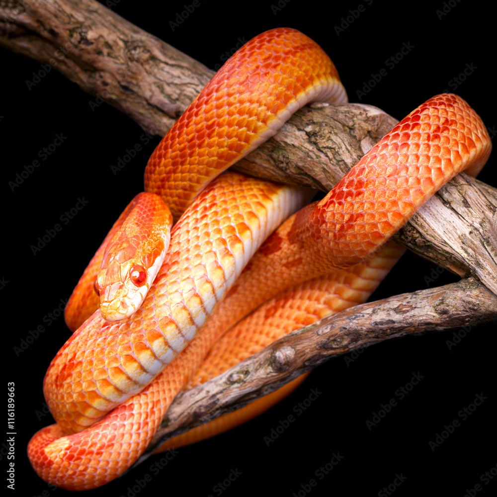 Obraz premium Corn snake wrapped around an old branch