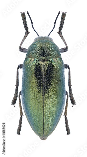 Beetle Julodis marmottani alluaudi photo