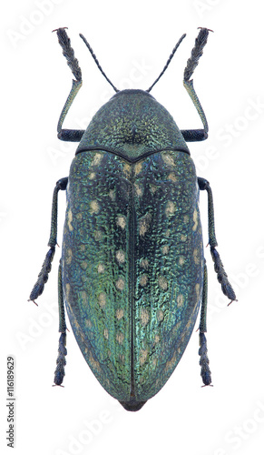 Beetle Julodis aequinoctialis aequinoctialis