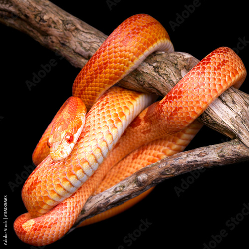  Corn snake wrapped around an old branch
