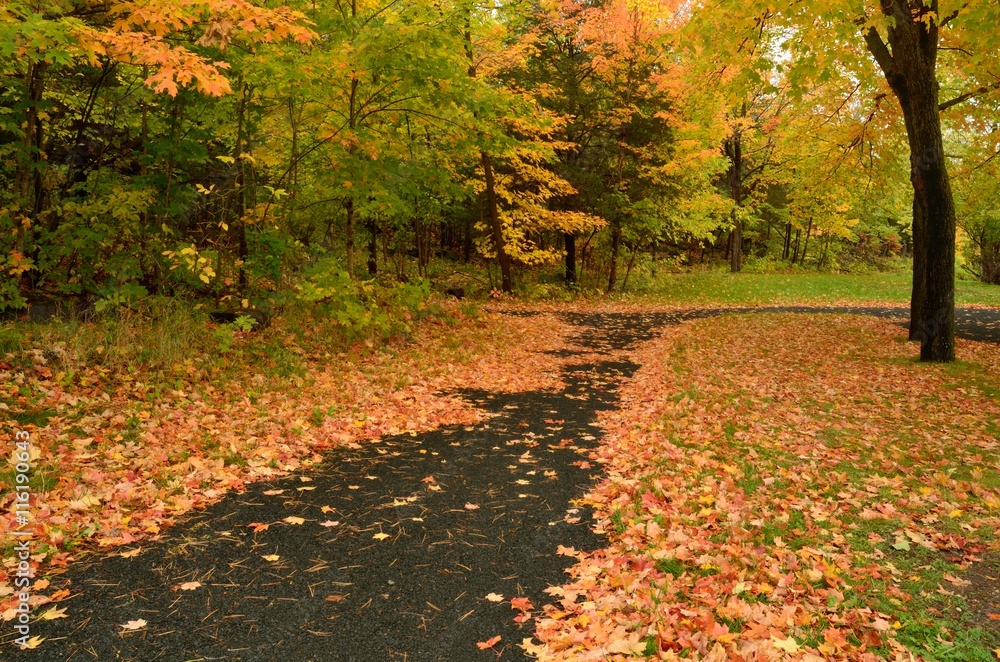 Colorful Autumn Leaves on a Path