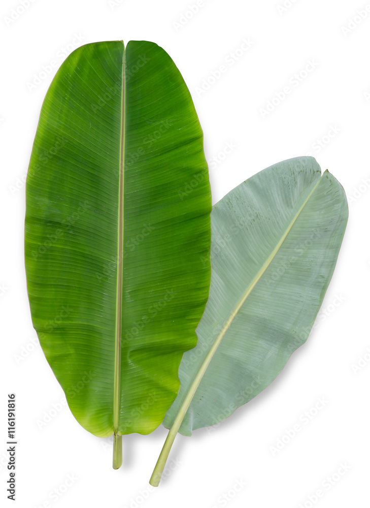 Banana leaf isolated on white background. File contains a clipping path. Banana leaf isolated on white background. File contains a clipping path.