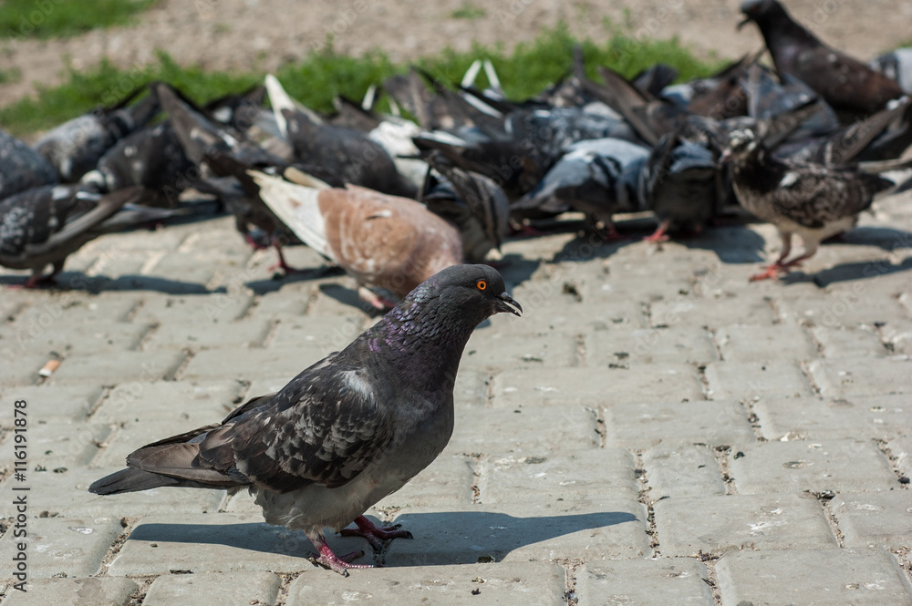 Fototapeta premium Pigeons in the park