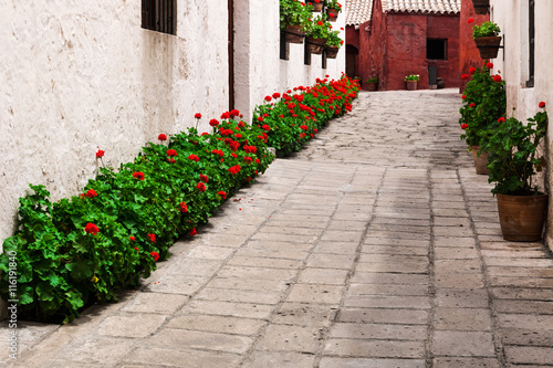 Fototapeta Naklejka Na Ścianę i Meble -  geraniums in courtyard
