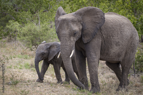 elephant with baby