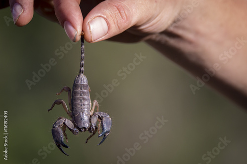 caught scorpion