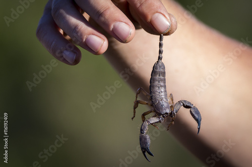 caught scorpion