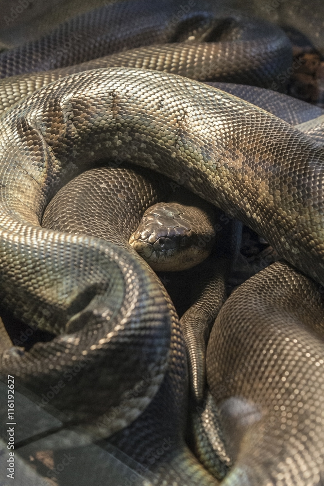 Obraz premium Venomous snake