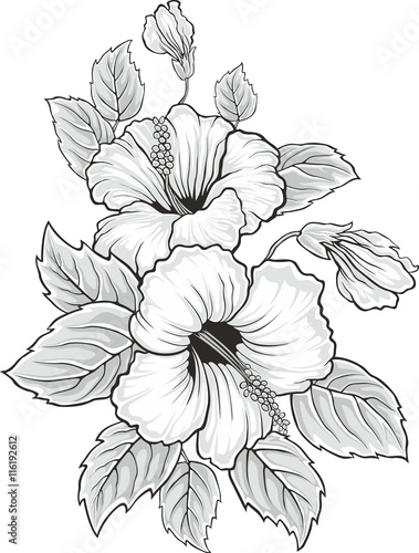 Blooming beautiful hibiscus flower. Hawaii symbol. Card or floral background for invitation. Colored silhouette isolated on white background. Vector illustration