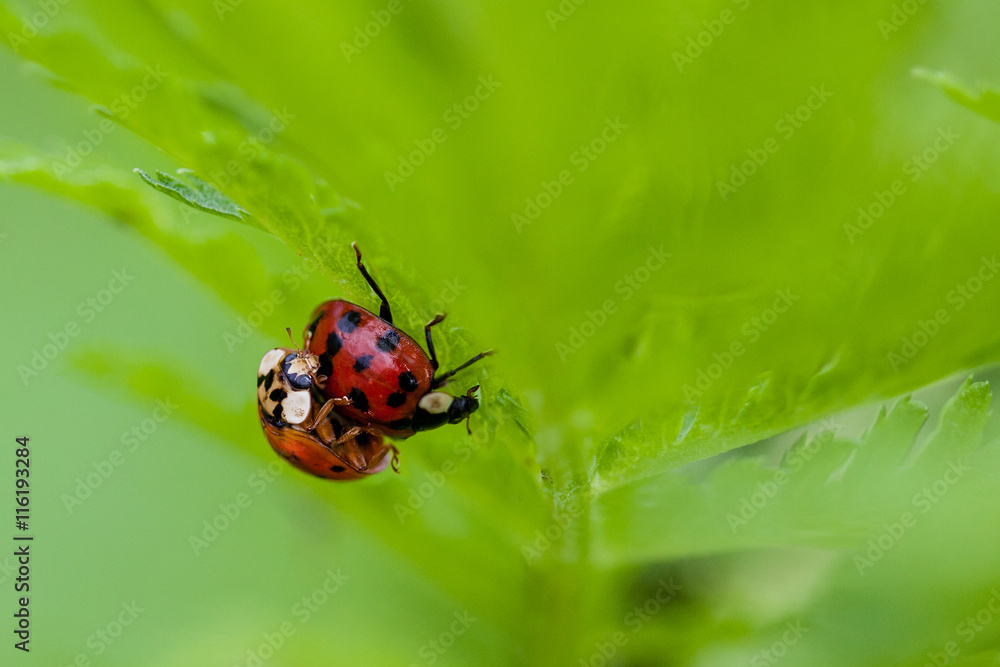 Naklejka premium Macro of Two Mating Ladybugs