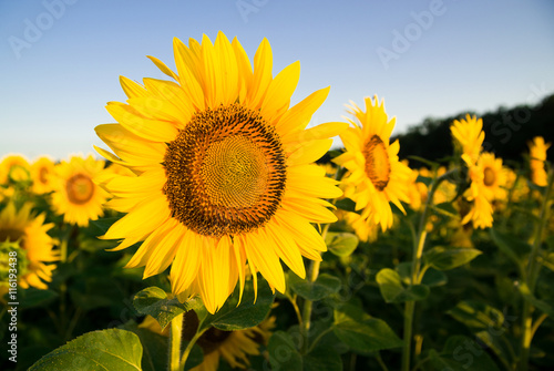 Sunflower grows in a field in Sunny weather.
