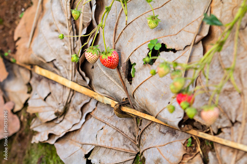 Fresh organic strawberries growing on the vine