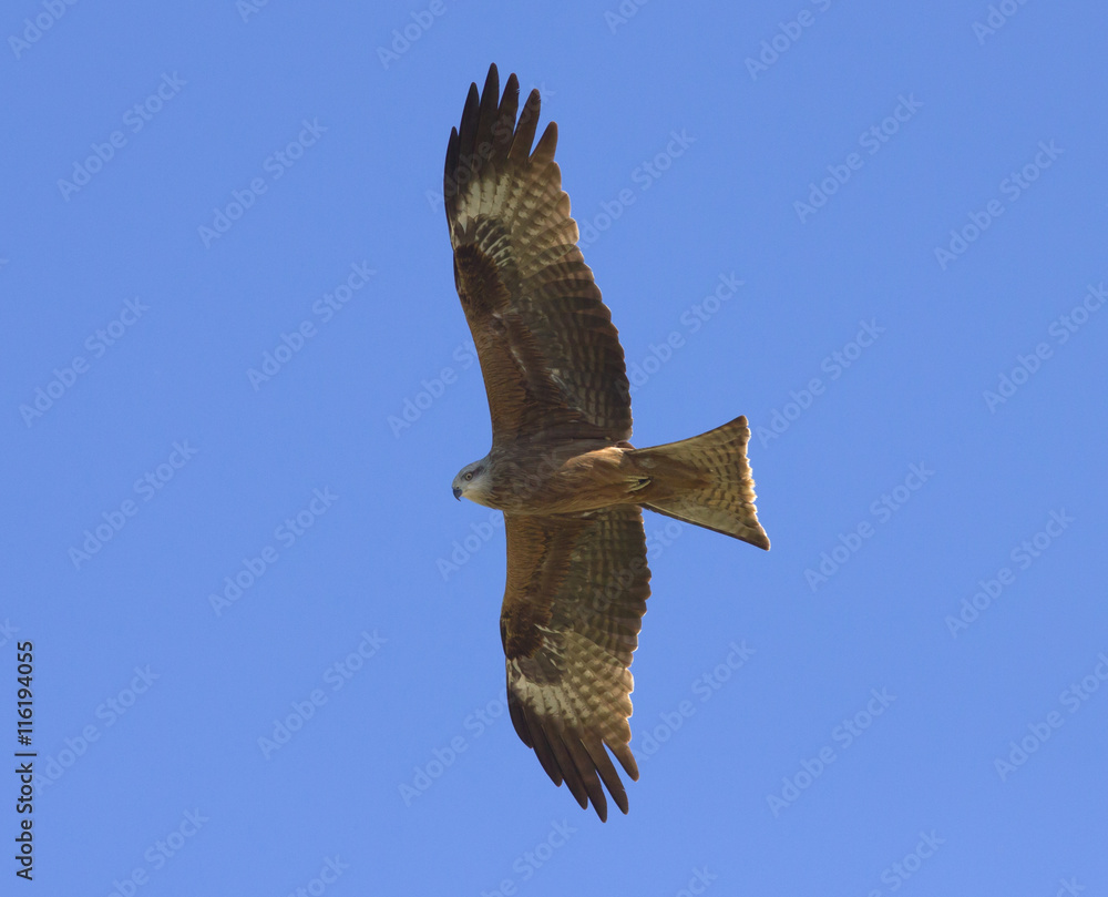 Obraz premium Red Kite (Milvus Milvus) in flight