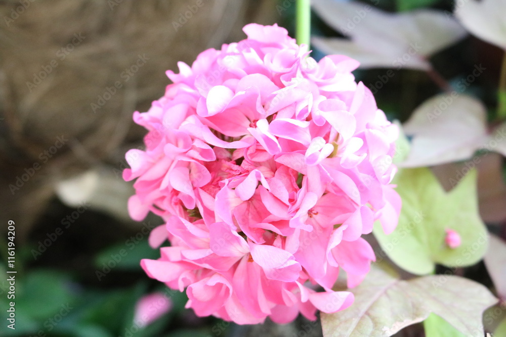 Pelargonium popular houseplants with various flowers color Pelargonium popular houseplants with various flowers color