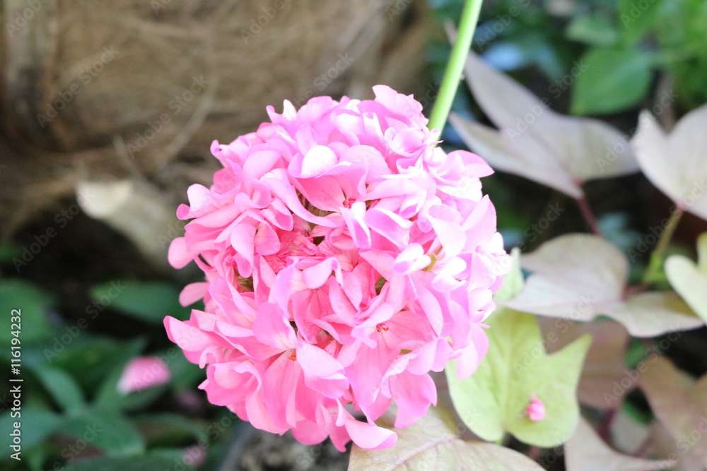 Pelargonium popular houseplants with various flowers color Pelargonium popular houseplants with various flowers color
