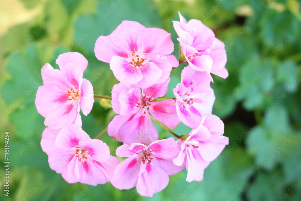 Obraz premium Pelargonium popular houseplants with various flowers color