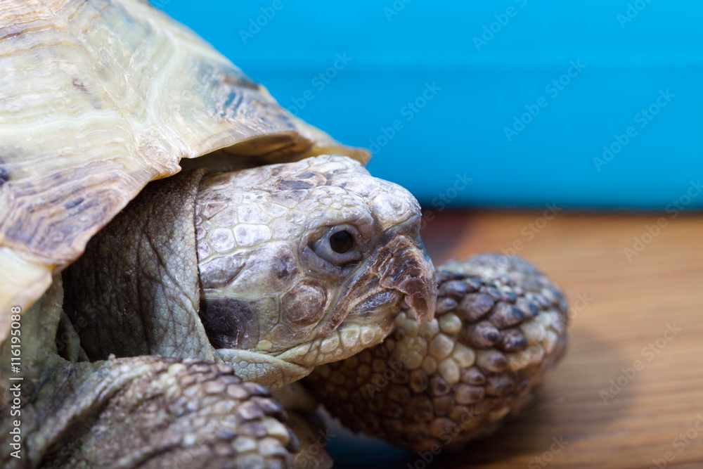Obraz premium turtle on the wooden desk