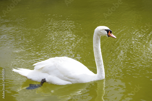 Swan swimming