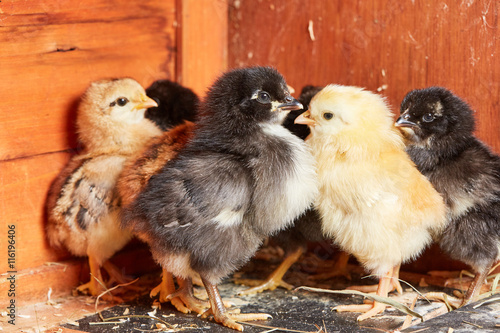 Little chicks in the stable on the farm