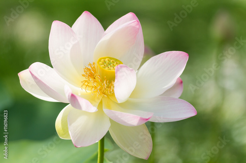 Macro of an indian lotus