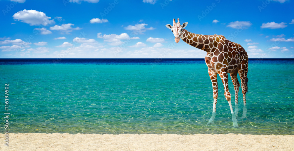 Obraz premium Giraffe resting in the sea