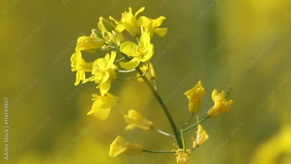 Yellow rape flowers with macro lens, Honey bee collecting pollen for honey, selective focus Yellow rape flowers with macro lens, Honey bee collecting pollen for honey, selective focus