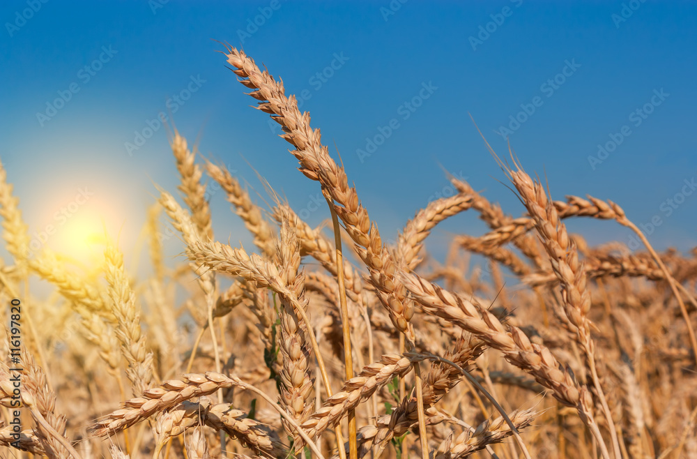 Fototapeta premium Beautiful sunset over wheat field.